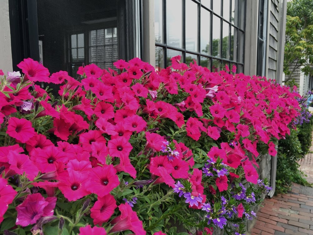 Pink Flower Box (Nantucket Series)