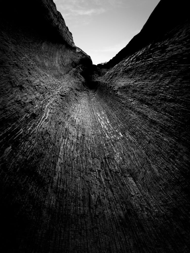 Mania Landscapes Raw 21 Sequoia Tree (USA)