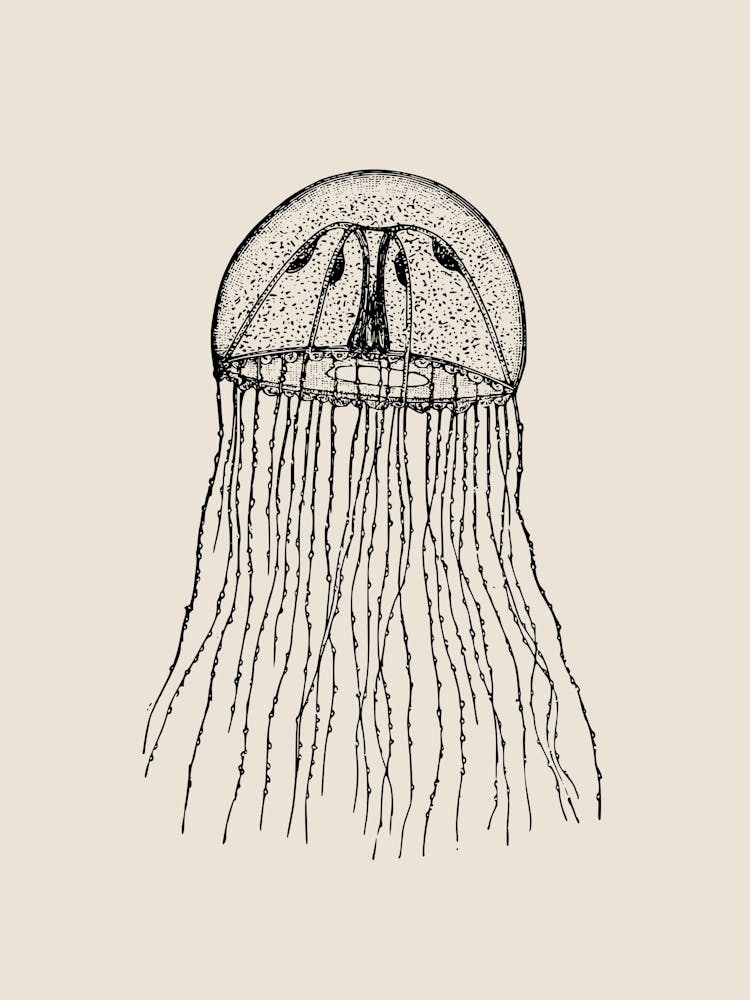 Jellyfish 2