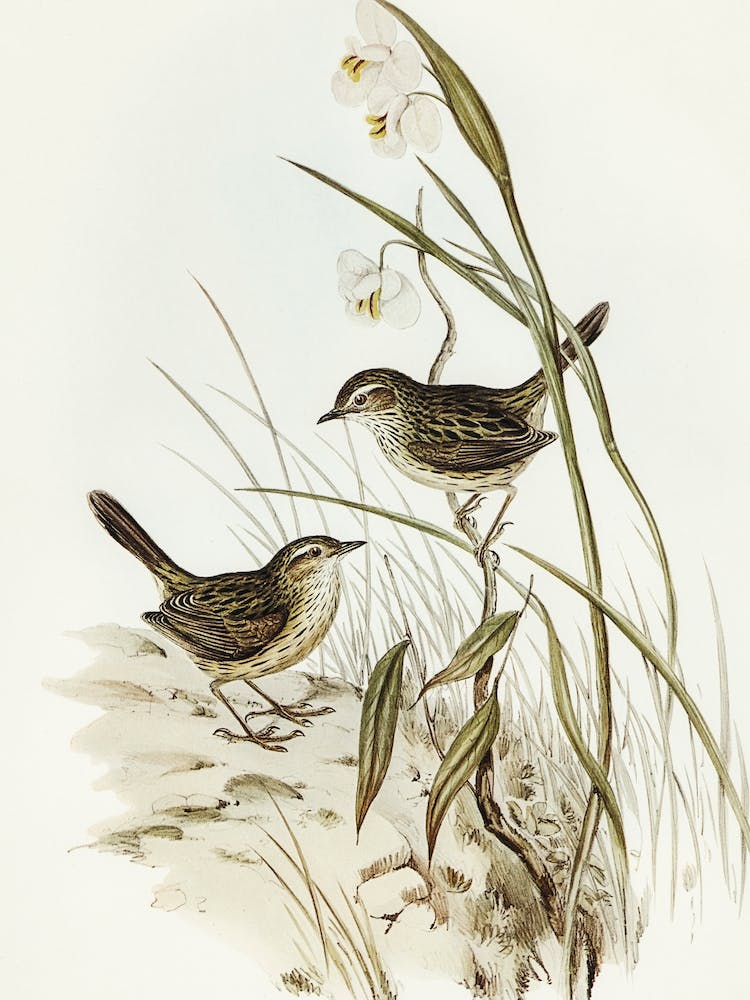 Two Birds On Grass by Elizabeth Gould