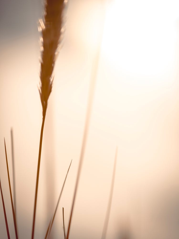 Grass - Grass Stock Videos & Royalty-Free Footage