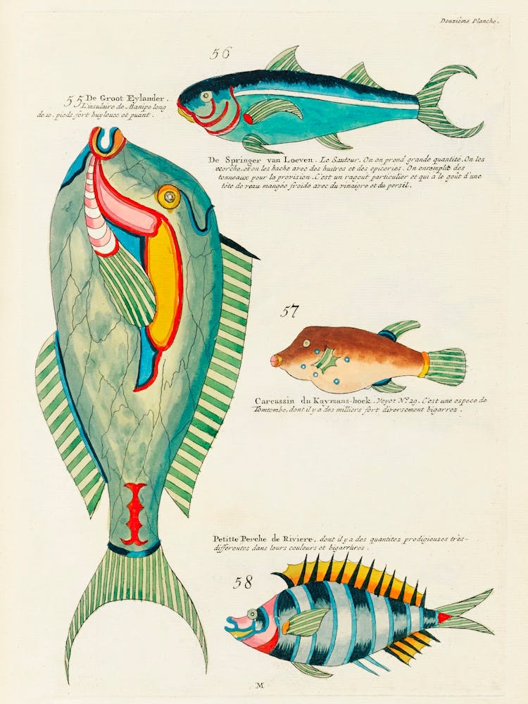 Colourful And Surreal Illustrations Of Fishes Found In Moluccas (Indonesia) And The East Indies, Louis Renard(26)