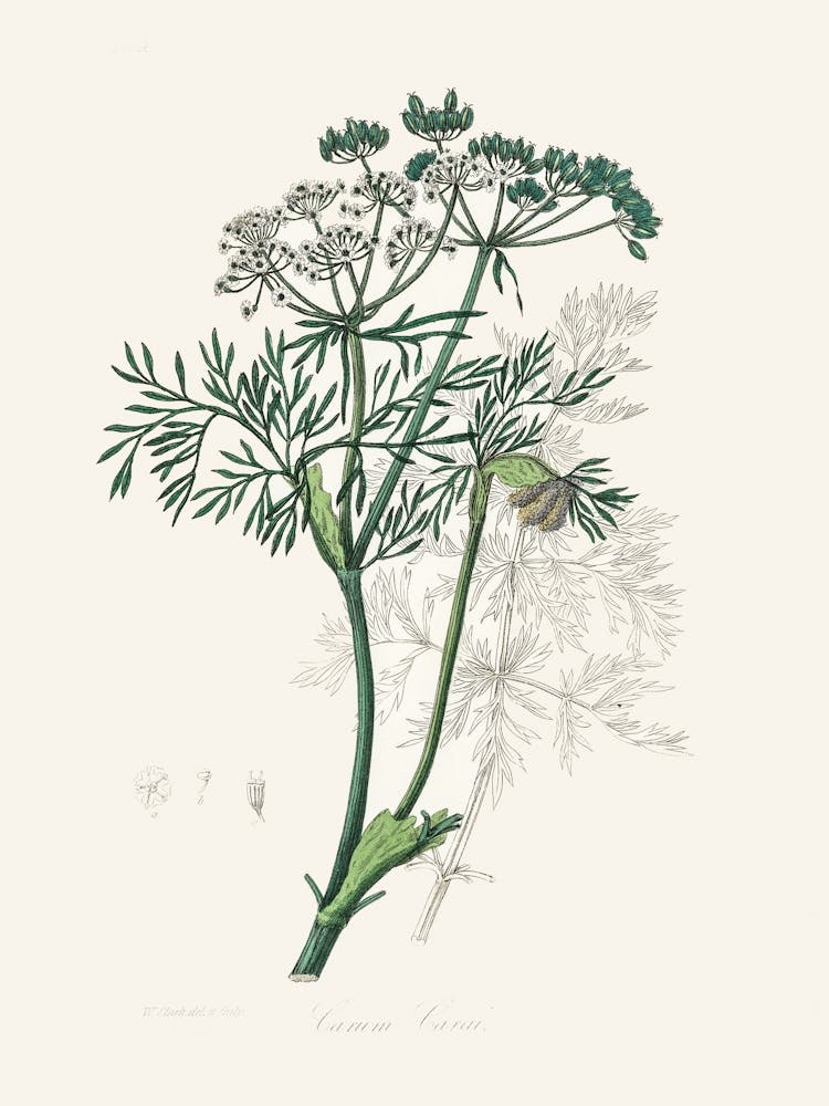 Vintage Botanical John Stephenson and James Morss Churchill_2731654