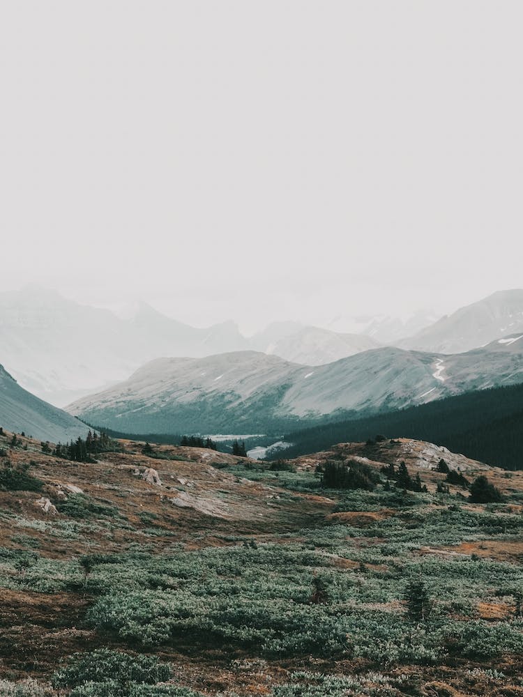 Mountain Meadow