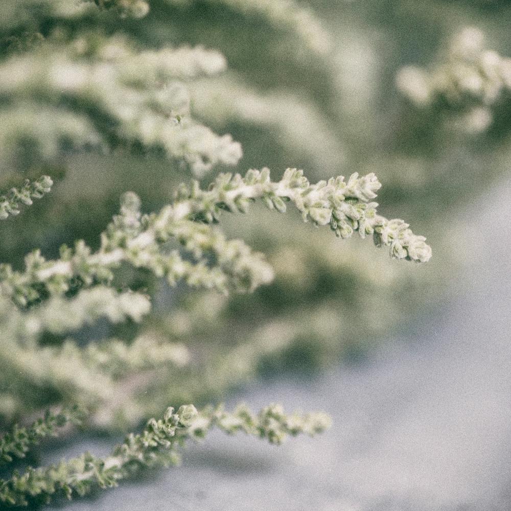 Détails de Fynbos - Carré