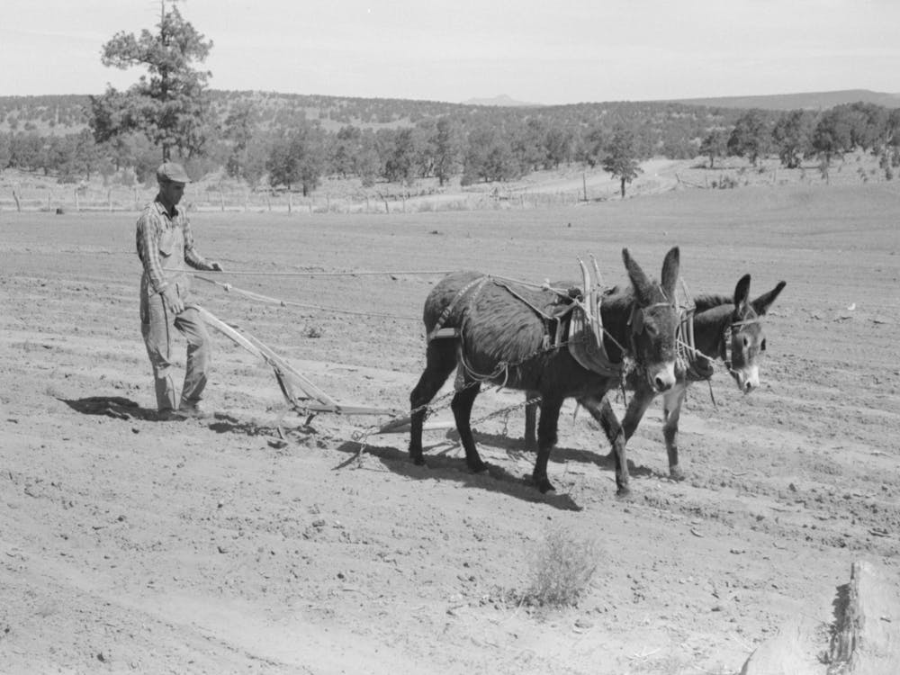 Jack Whinery Plowing With Burros And Homemade Plow, Pie Town, New Mexico By Russell Lee 1