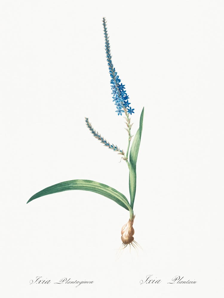 Ixia Plantaginea Illustration From Les Liliacées (1805), Pierre Joseph Redoute
