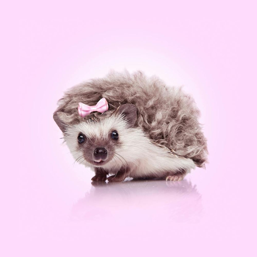 Curvy Hedgehog Square