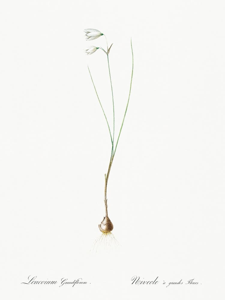 Snowbell Illustration From Les Liliacées (1805), Pierre Joseph Redoute
