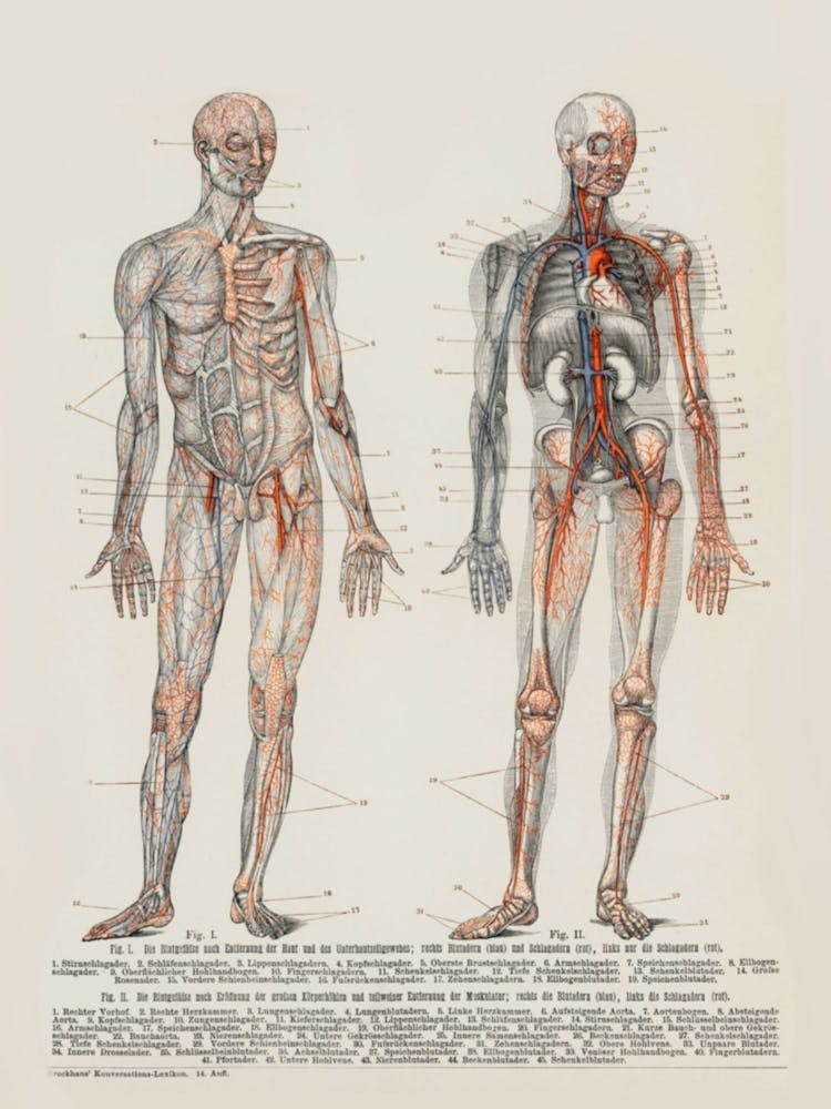 Human Circulatory System