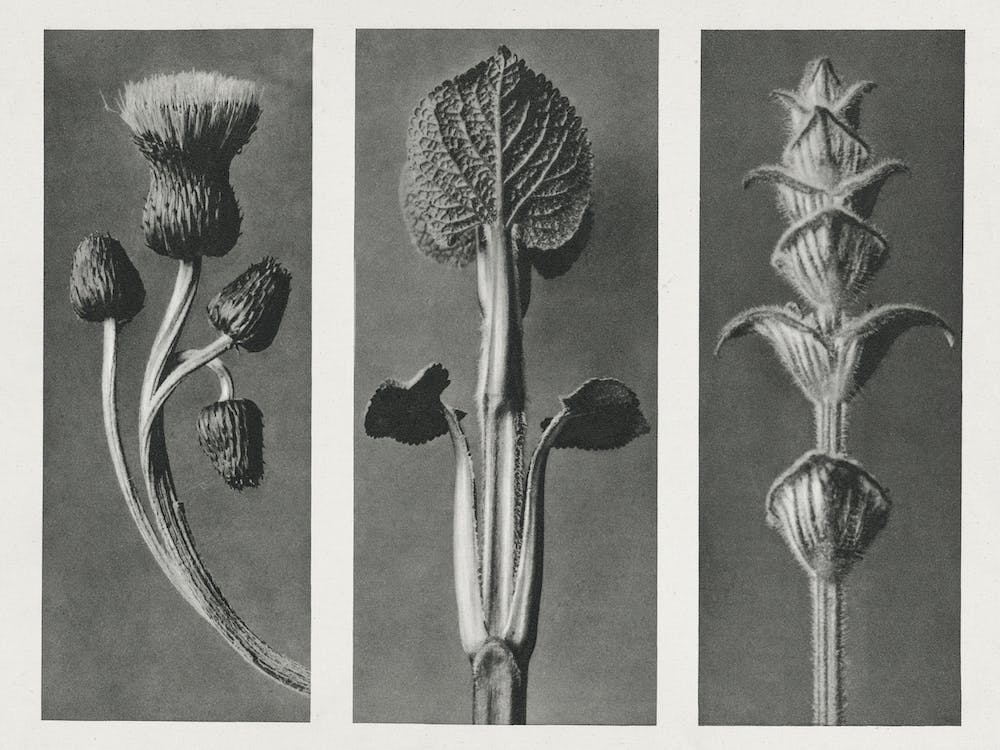 Cirsium Canum, Karl Blossfeldt