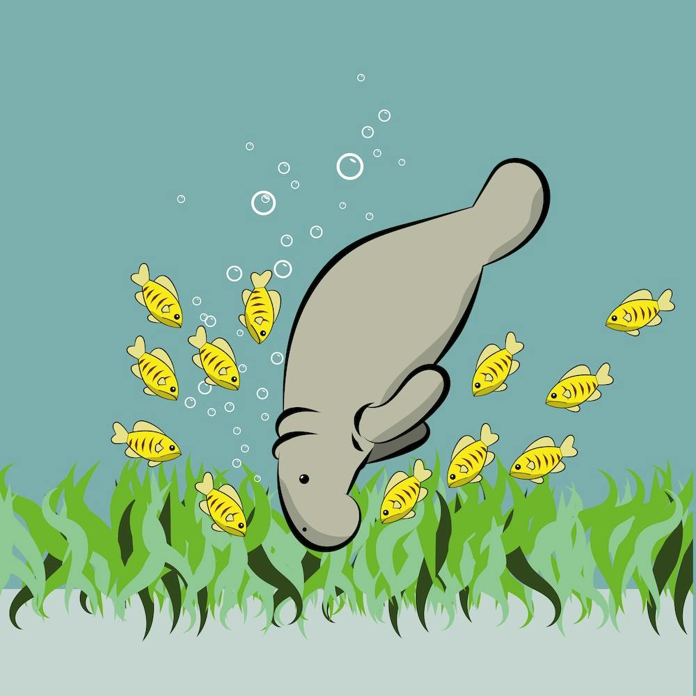 Manatee And Fish
