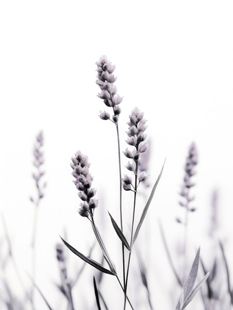 Wild Lavender