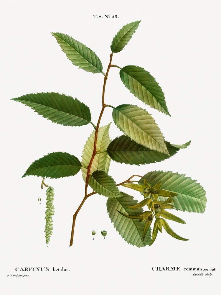 Common Hornbeam, Pierre Joseph Redoute