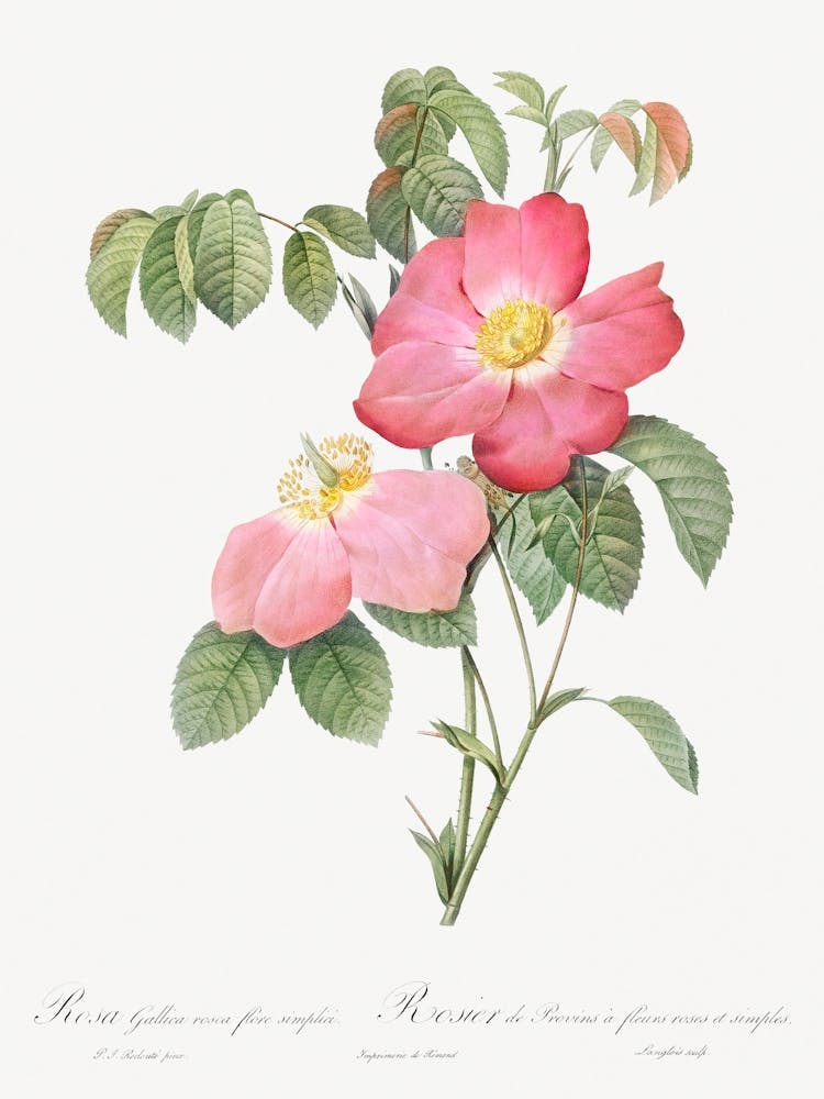 Pink French Rose, Pierre Joseph Redoute