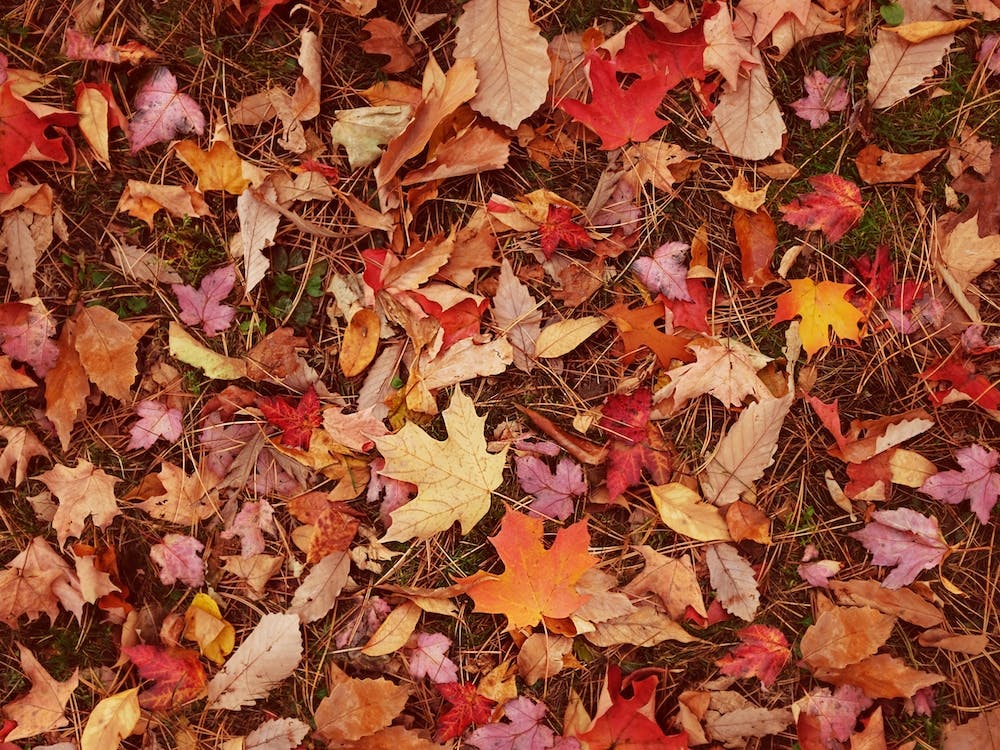 Fall Leaves