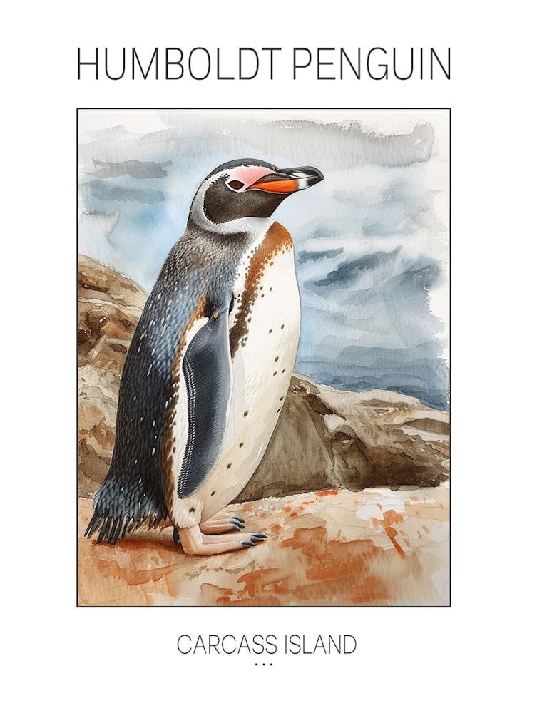 Humboldt Penguin Carcass Island Watercolour Painting 3 Poster
