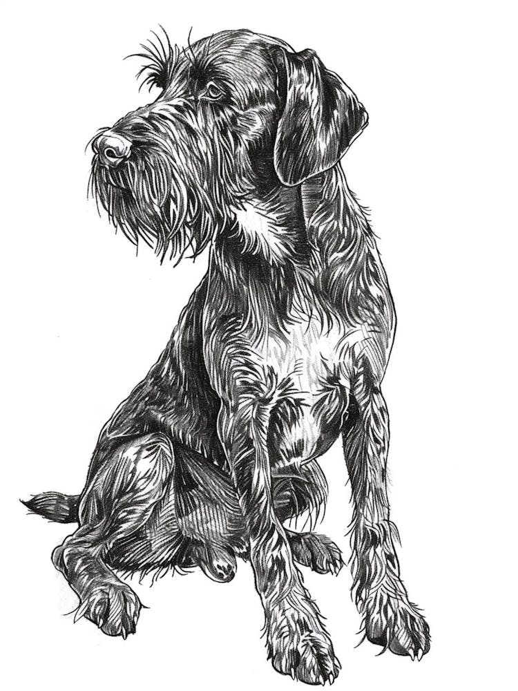 German Wirehaired Pointer Dog Black & White Line Sketch 3