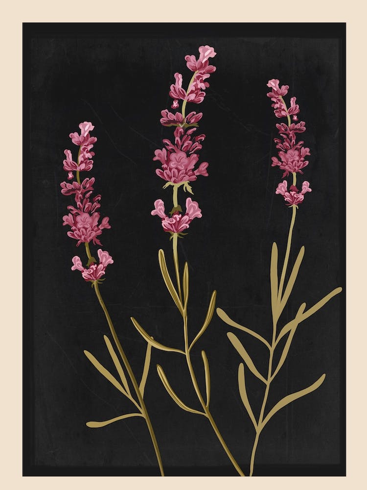 Sprigs Of Lavender 2