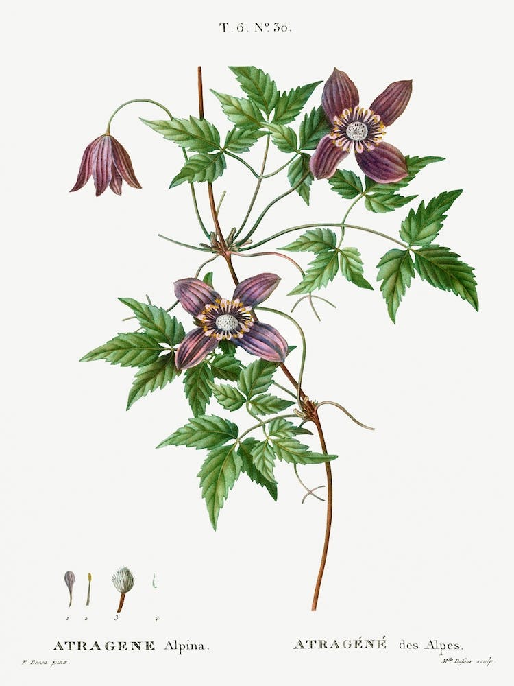 Alpine Clematis, Pierre Joseph Redoute