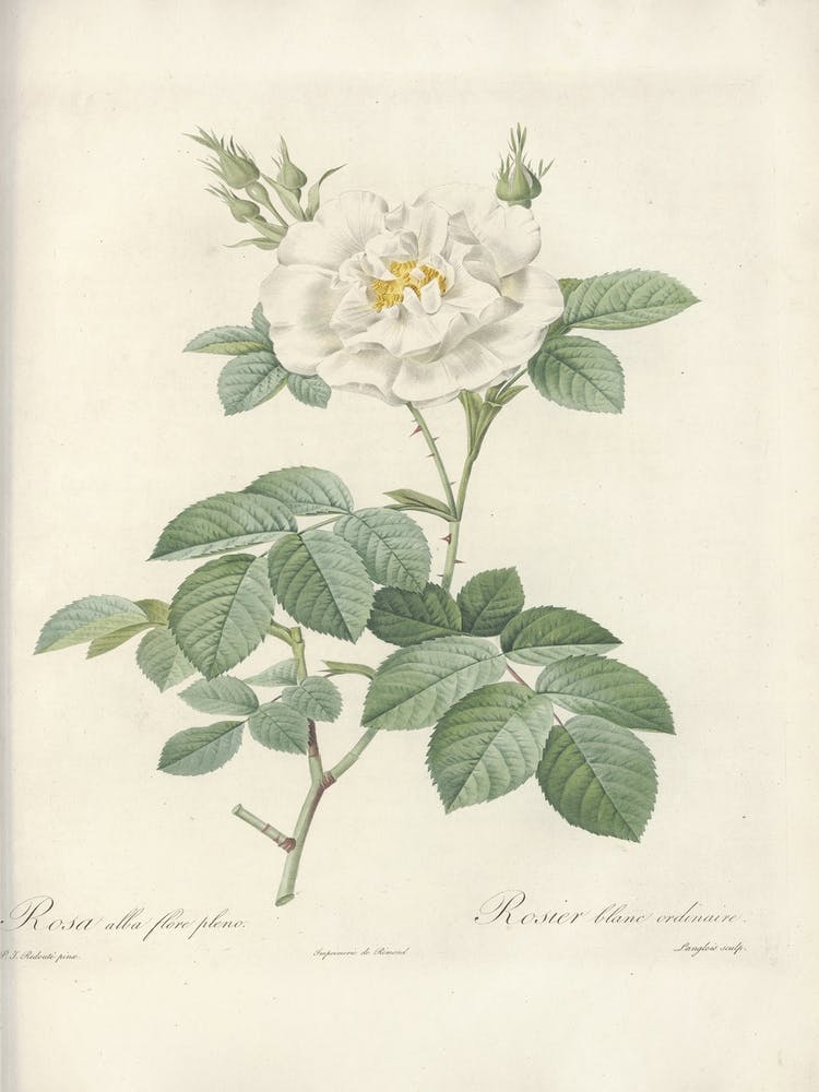 Rosenillustration, Pierre Joseph Redoute (17)
