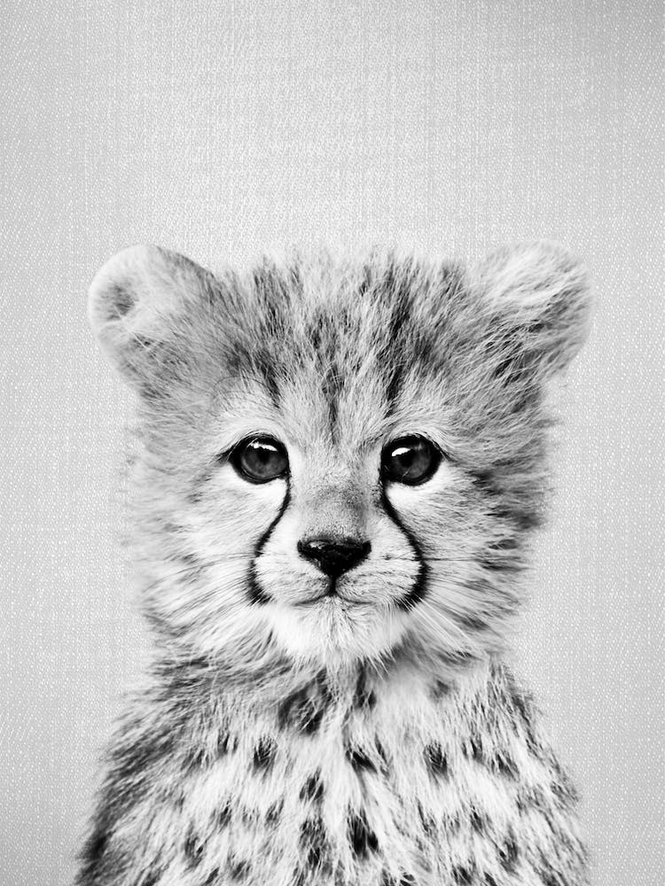 Baby Cheetah - Black & White