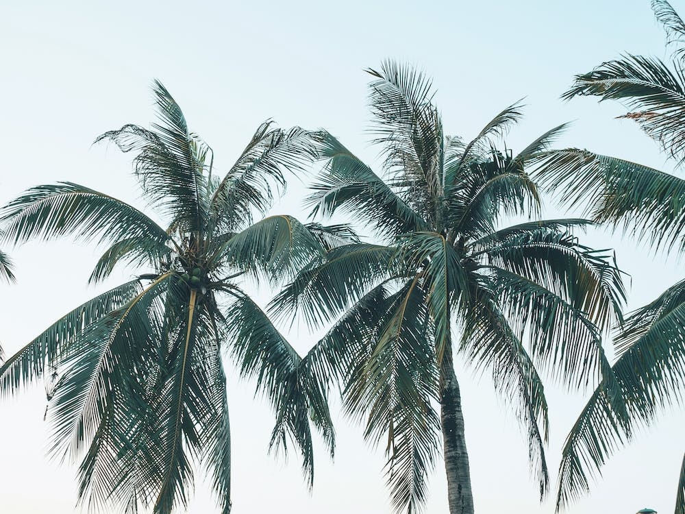 Row Of Palms