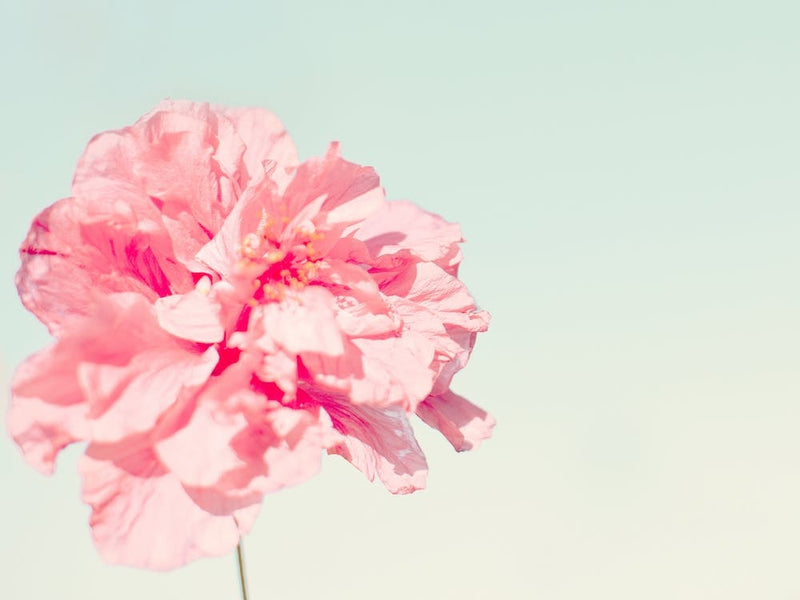 Peony