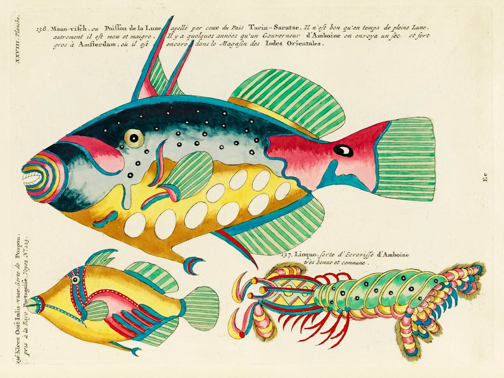 Colourful And Surreal Illustrations Of Maribe Life Found In Moluccas (Indonesia) And The East Indies, Louis Renard (1678 1746)(83)