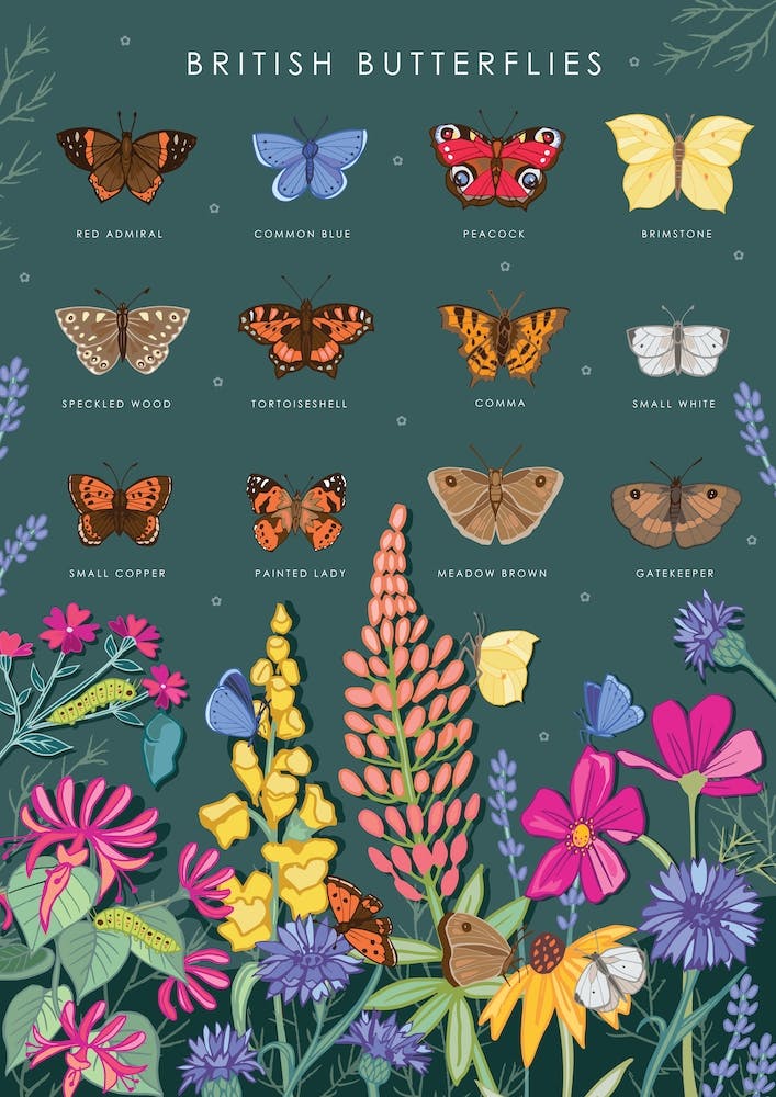 British Butterflies