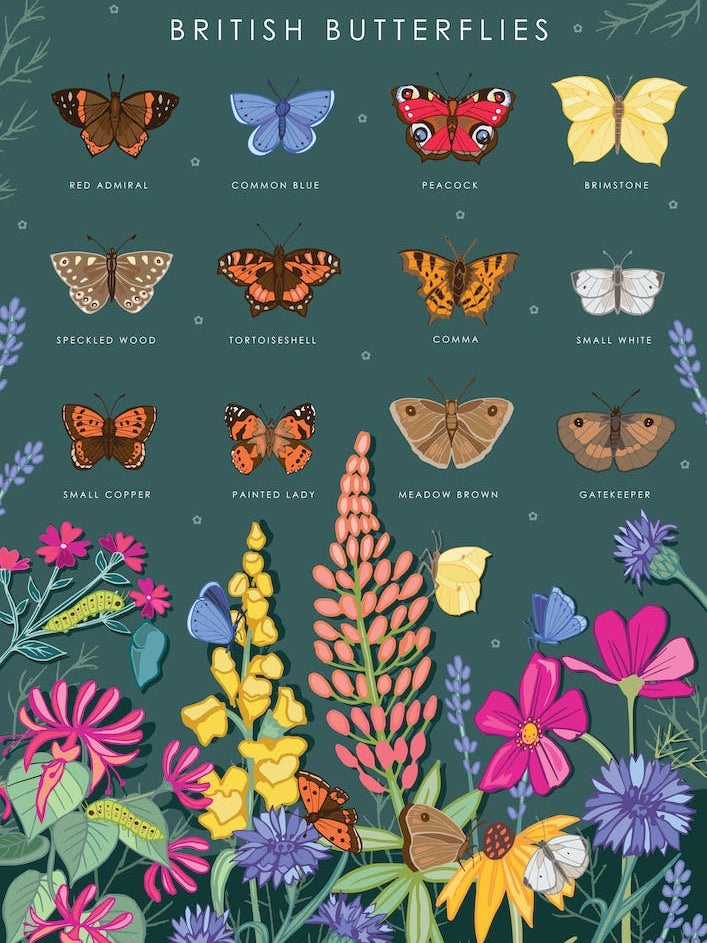 British Butterflies