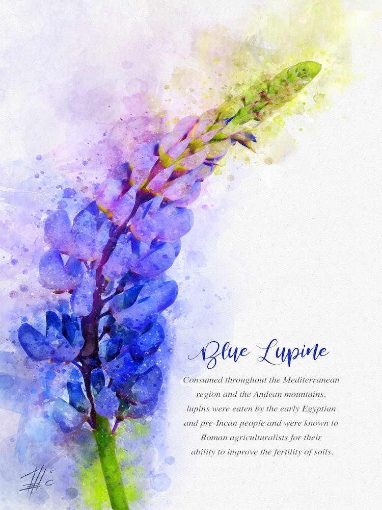 Blue Lupine
