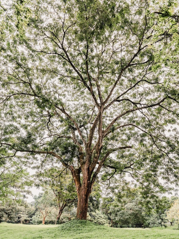 Botanical garden in Uganda