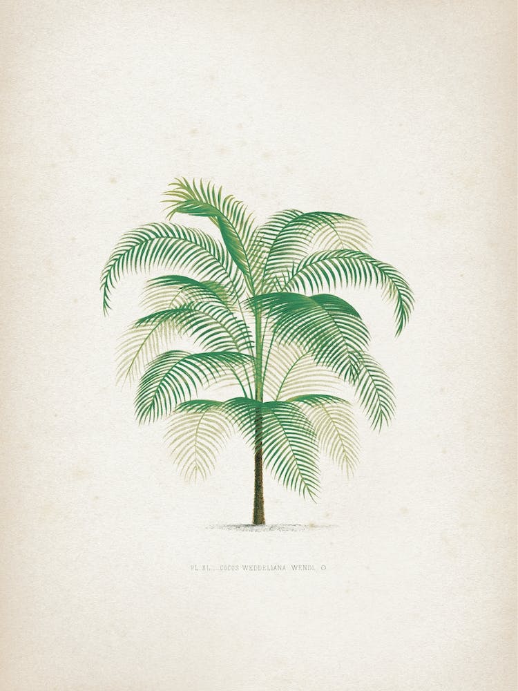 Vintage Kerchove 4 Les Palmiers 40