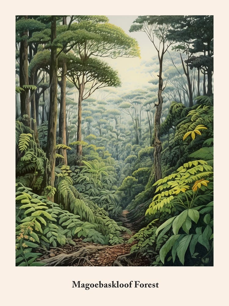 Magoebaskloof Forest 2