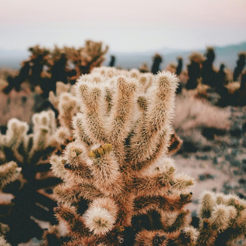 Cholla Cactus