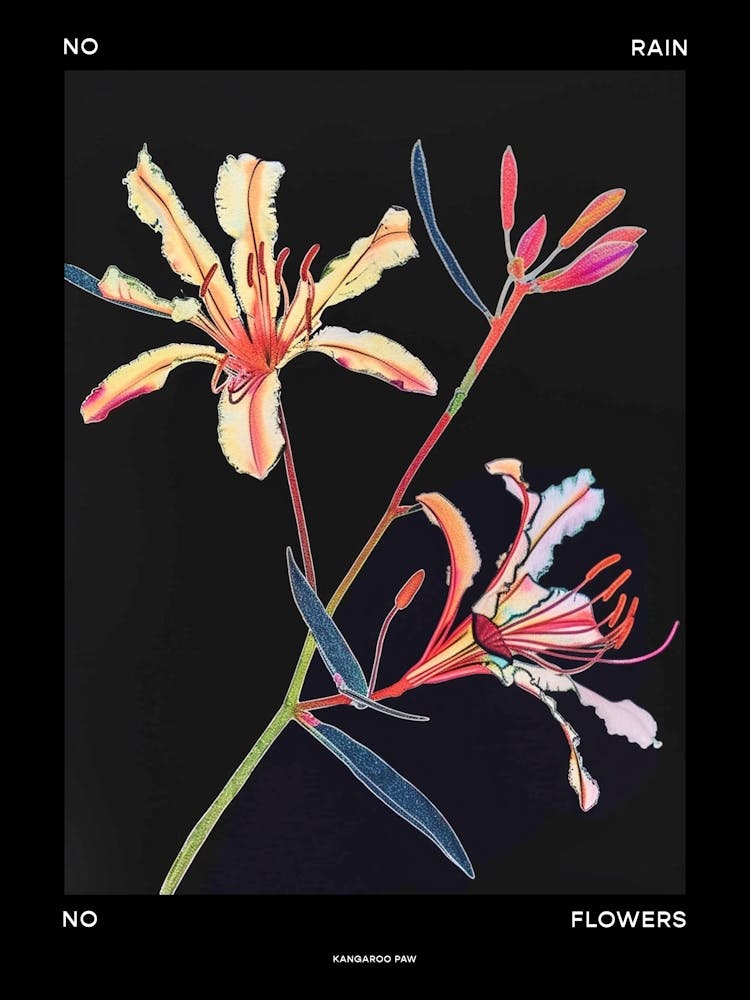 No Rain No Flowers Poster Kangaroo Paw 3