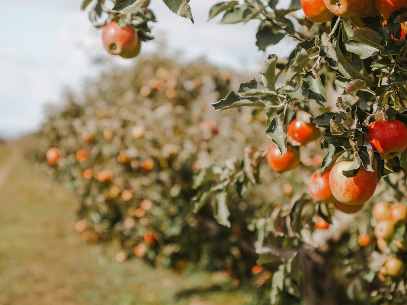Apple Orchard Harvest