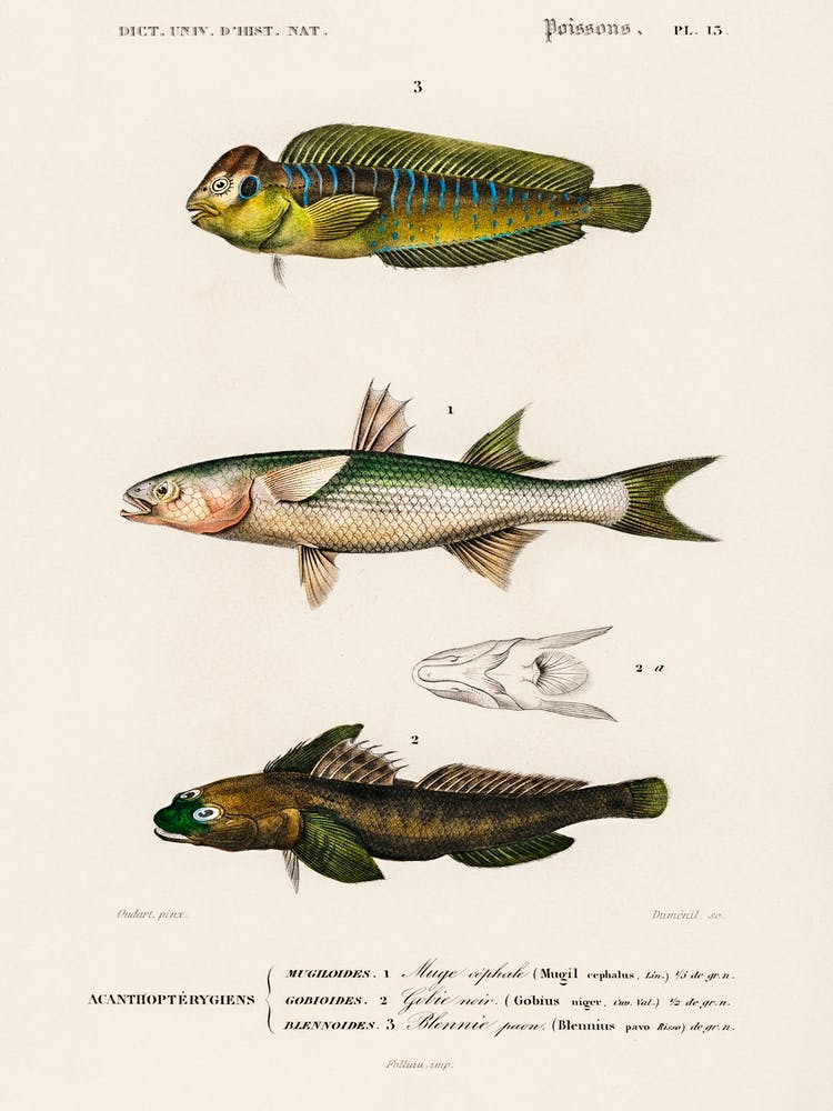 Different Types Of Fishes, Charles Dessalines D'Orbigny 5