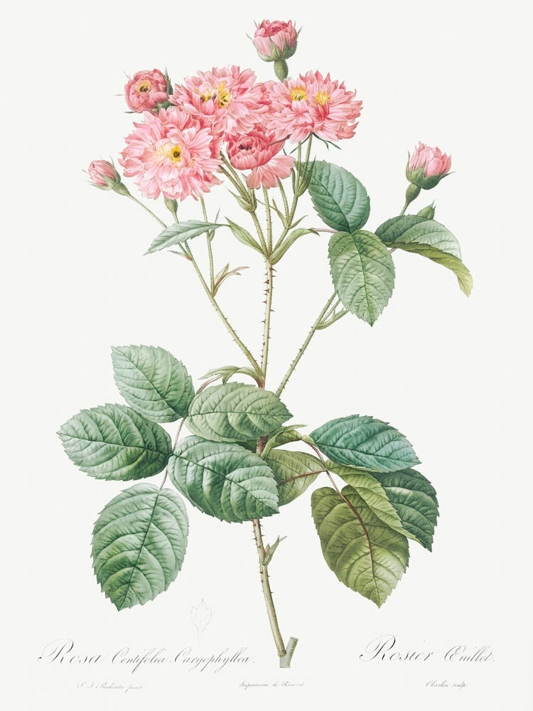 Carnation Petalled Variety Of Cabbage Rose, Pierre Joseph Redoute