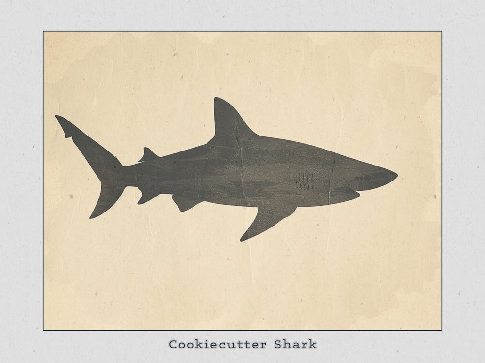 Cookiecutter Shark Silhouette 4 Poster