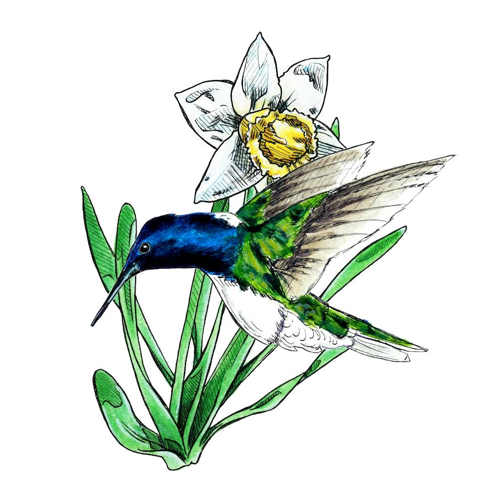 Flower Hummingbird