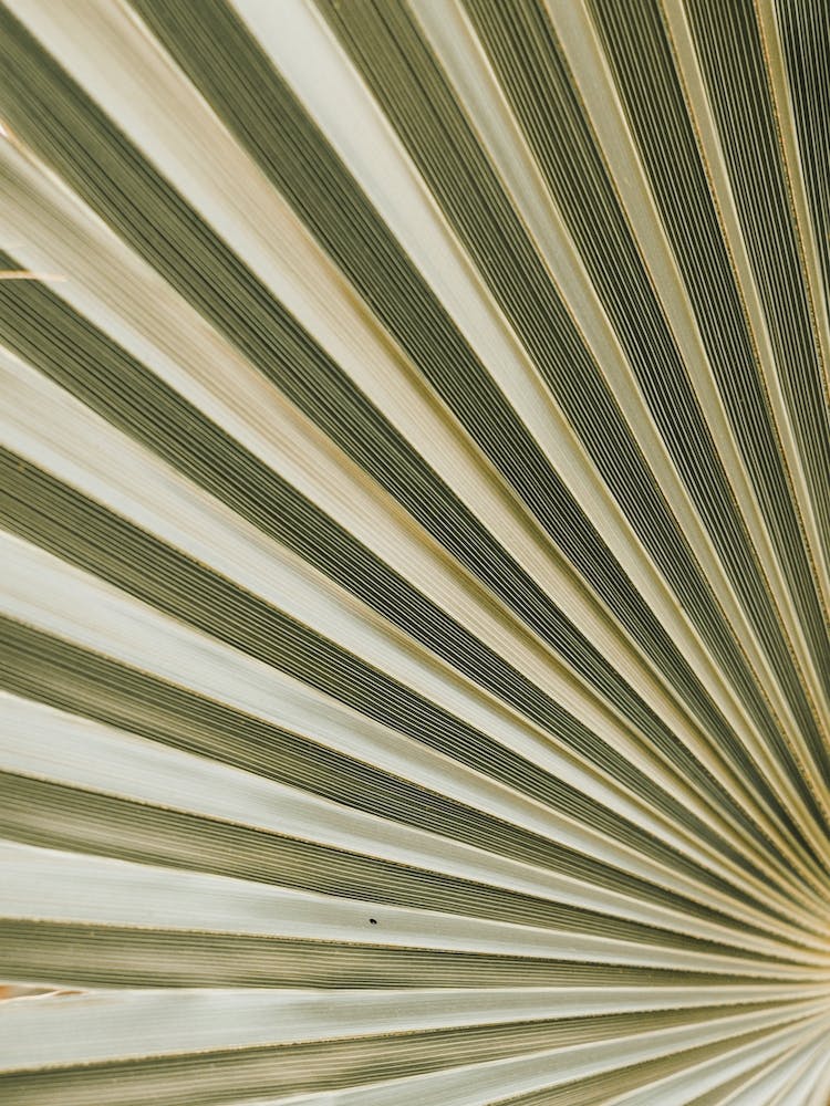 Fan Palm Leaf