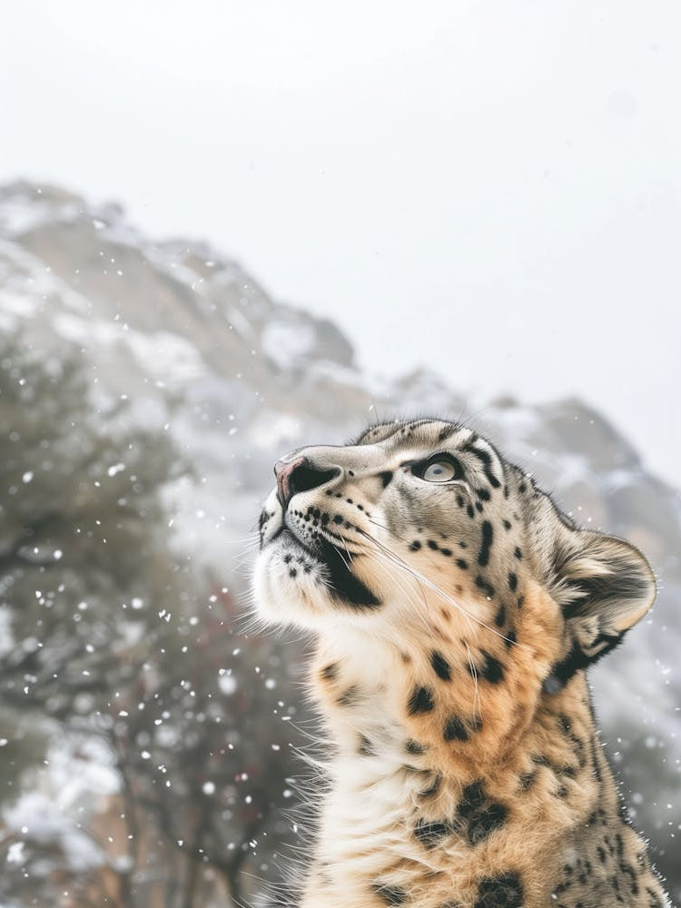 Snow Leopard In The Snow
