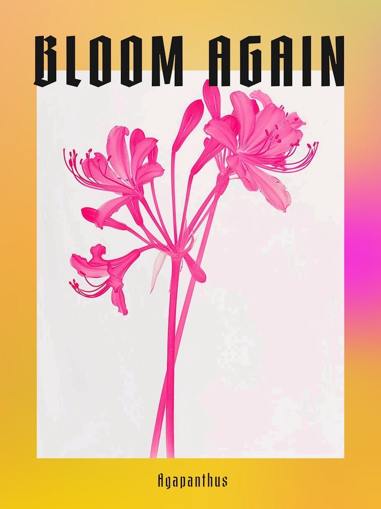 Hot Pink Agapanthus 2 Poster