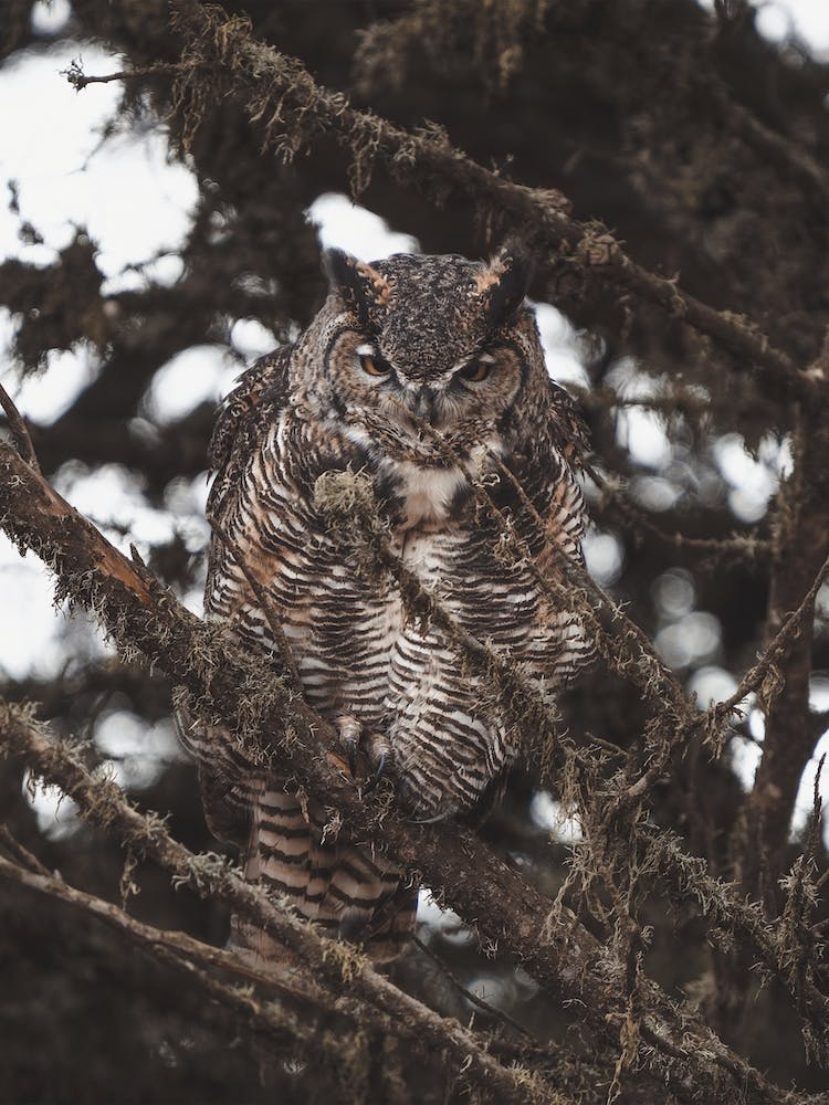Forest Great Horned Owl