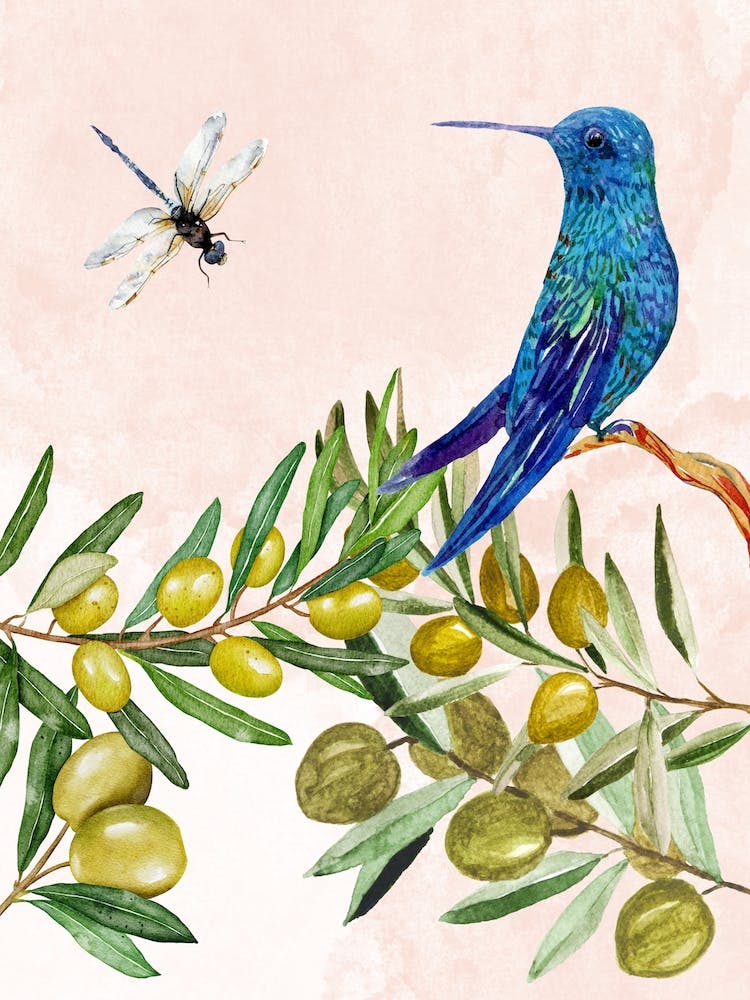 Hummingbird On Olive Branch