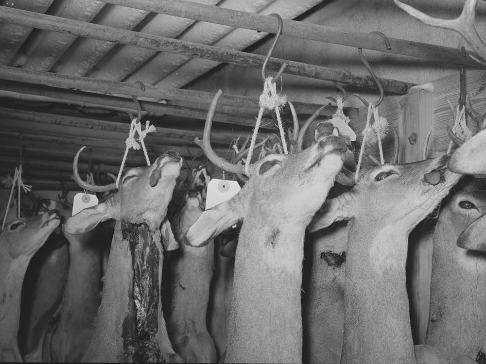 Heads Of Deer Shot By Hunters, Mason, Texas By Russell Lee
