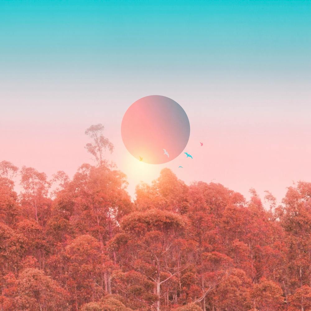 Colorful Birds In The Sky Square