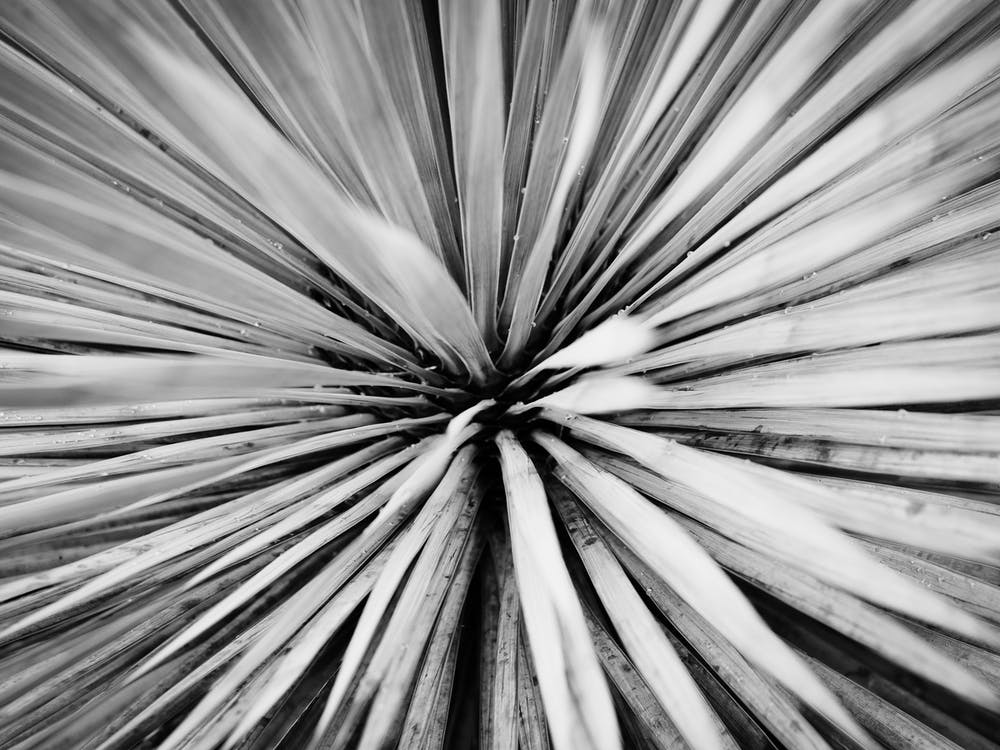 Close Up Of A Palm Tree // Nature Photography